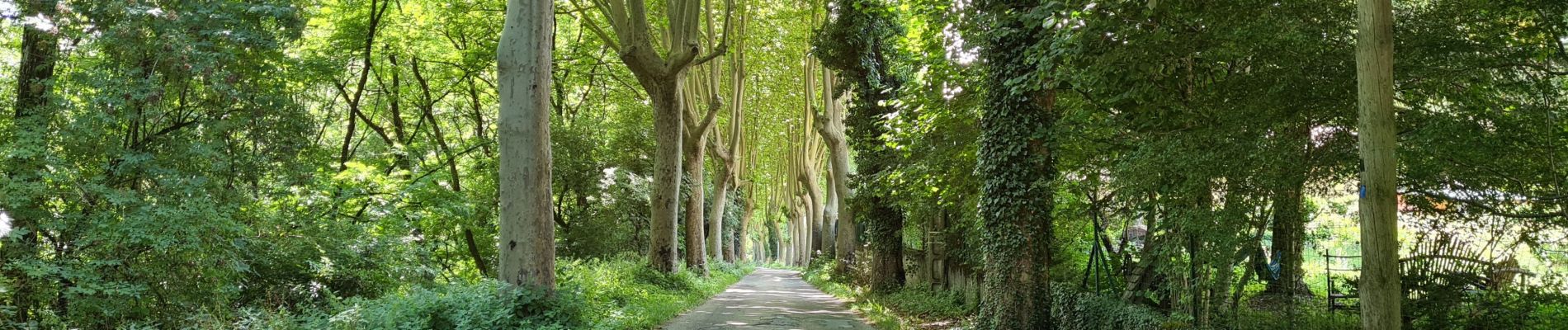 Randonnée Marche Alzon - Alzon - Photo