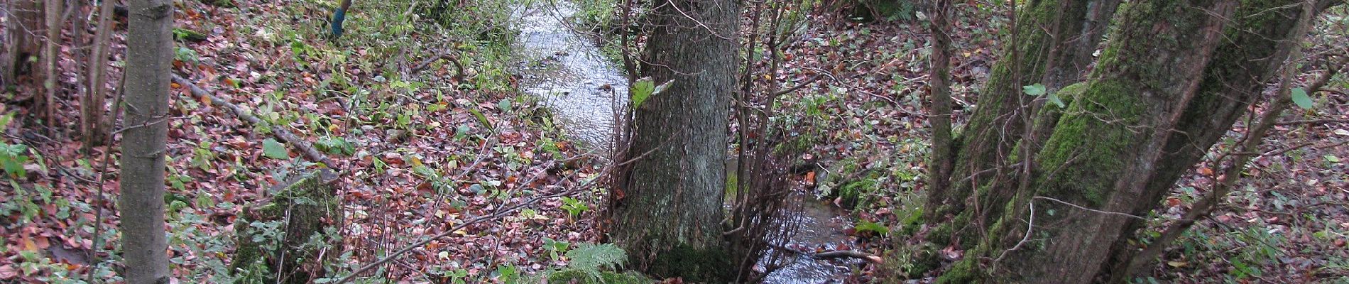 Randonnée A pied Inconnu - Bismarckturm, Naturparkweg 4 - Photo