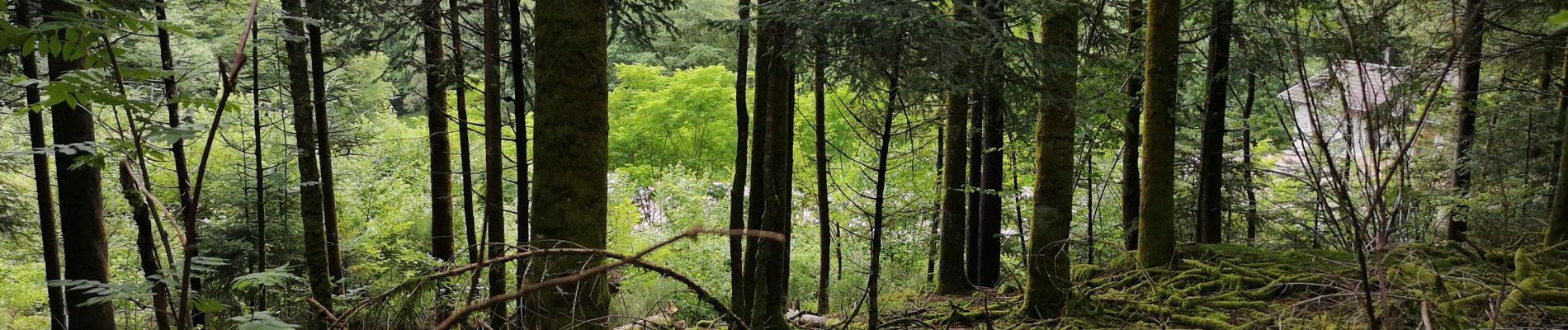 Tocht Stappen Écromagny - Milles Étangs 18.06.2020 - Photo