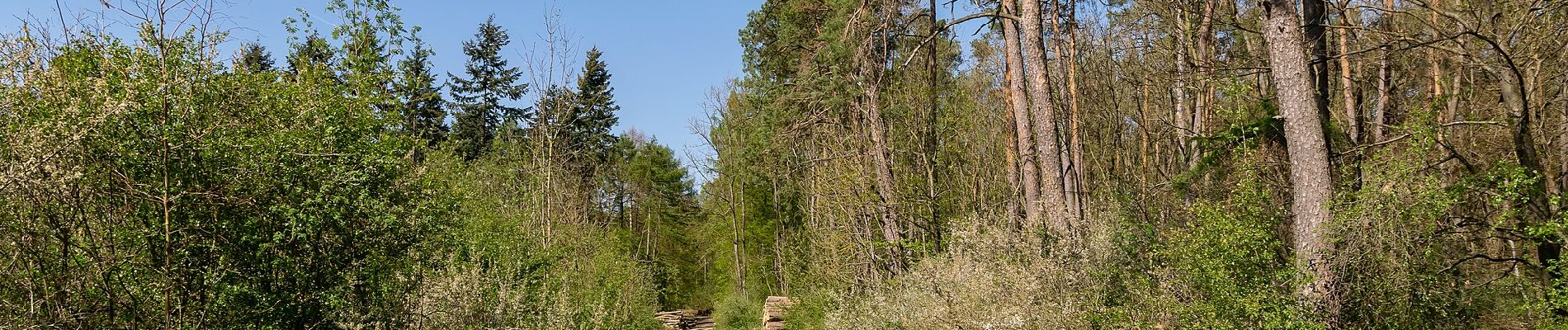 Tocht Te voet Beverungen - B11 - Über den Rotsberg - Photo