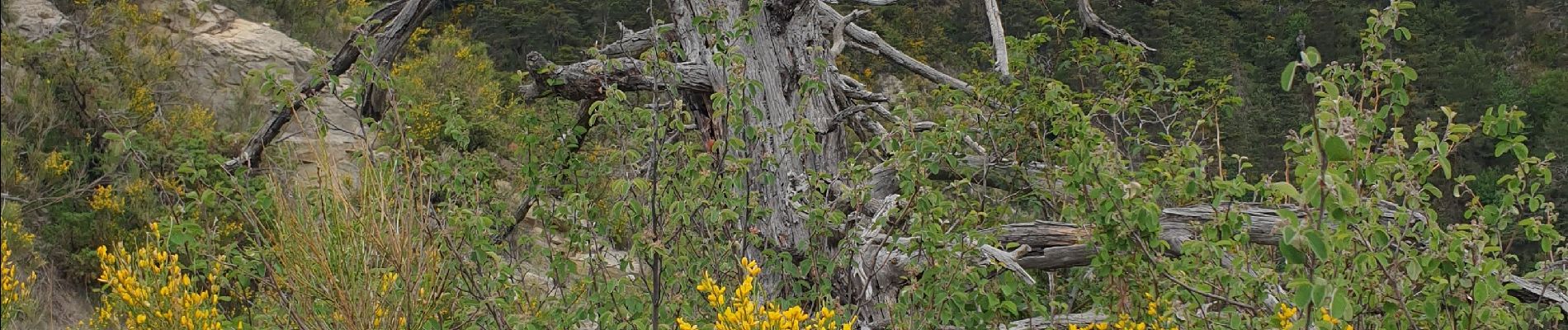 Tour Wandern Furmeyer - Sentier botanique - land art - Photo