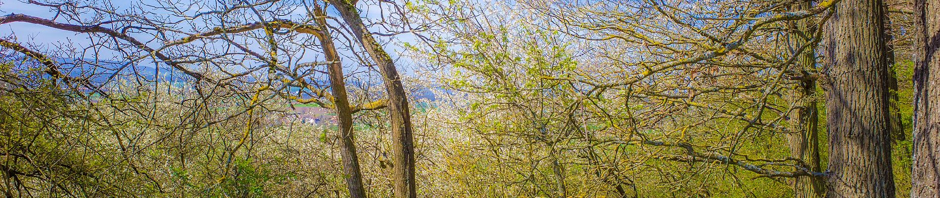 Tour Zu Fuß Königsberg in Bayern - Hirschkäferweg Königsberg - Photo