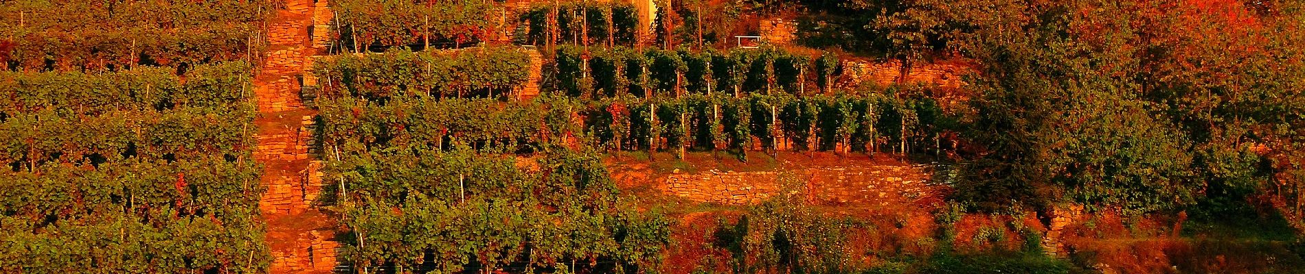 Excursión A pie Neckarwestheim - N2 Von der Neckarburg zum Liebensteiner Schlossberg - Photo