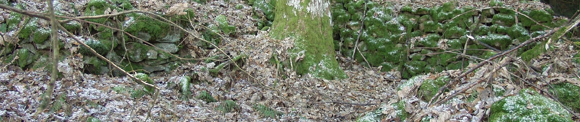 Percorso A piedi Rattenberg - Kreuzhaus-Rundweg (Rattenberger Wanderweg 7) - Photo