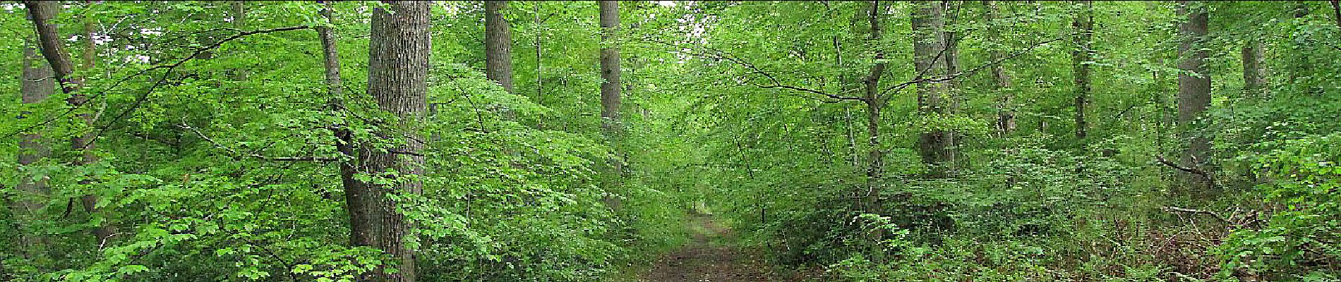 Point d'intérêt Saint-Crépin-aux-Bois - Point 5 - Photo