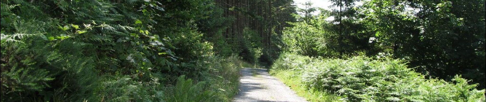 Percorso A piedi Sconosciuto - Rostrevor Forest - Slievebane Trail - Photo