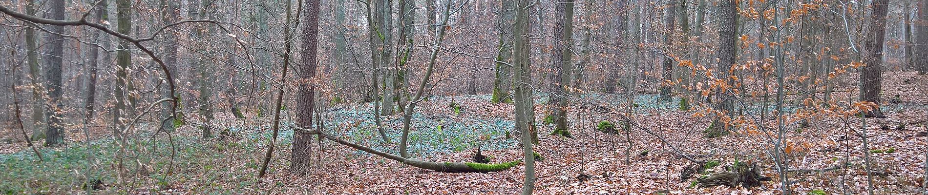 Randonnée A pied Mönchberg - Nordic Walking Rot Sparkassen-Trail - Photo