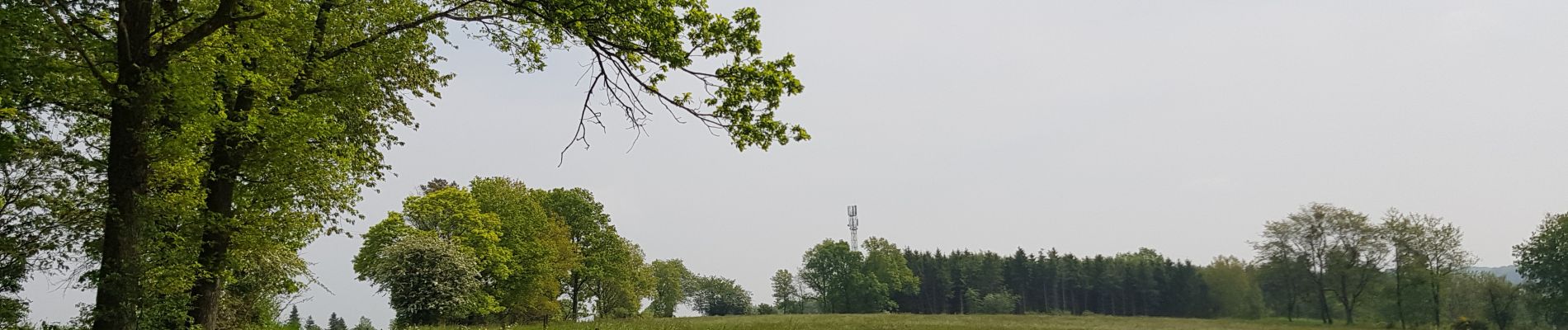 Randonnée Marche Manhay - BOIS DE HARRE (Commune_de_MANHAY) - Photo