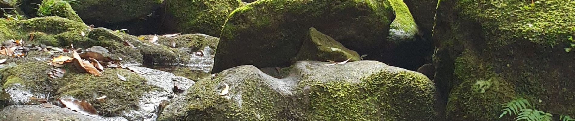 Tour Wandern Saint-Benoît - Foret des Ravenales - Photo