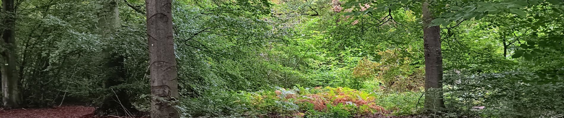 Tour Wandern Seraing - ptit tour par les ptits chmins du bois de sraing - Photo