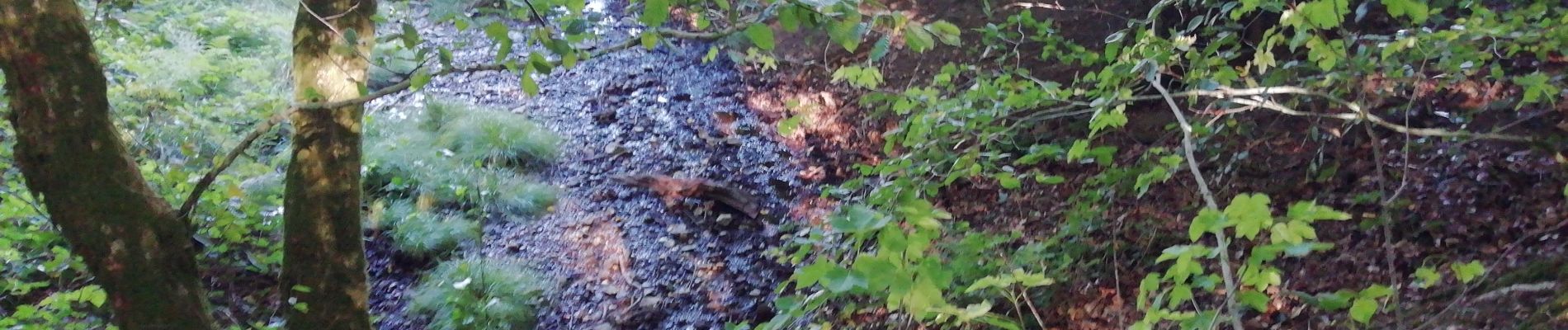 Trail Walking Gespunsart - Gespunsart - Le Bois de Bas - Chemin des Gardes - Photo