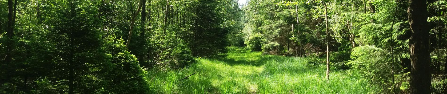 Randonnée Marche Theux - autour de Bronromme a travers campagne fagne et forêt  - Photo