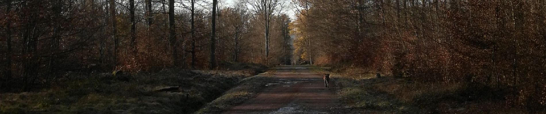 Randonnée Marche Métairies-Saint-Quirin - rond pré bas bois vers cubolot  - Photo