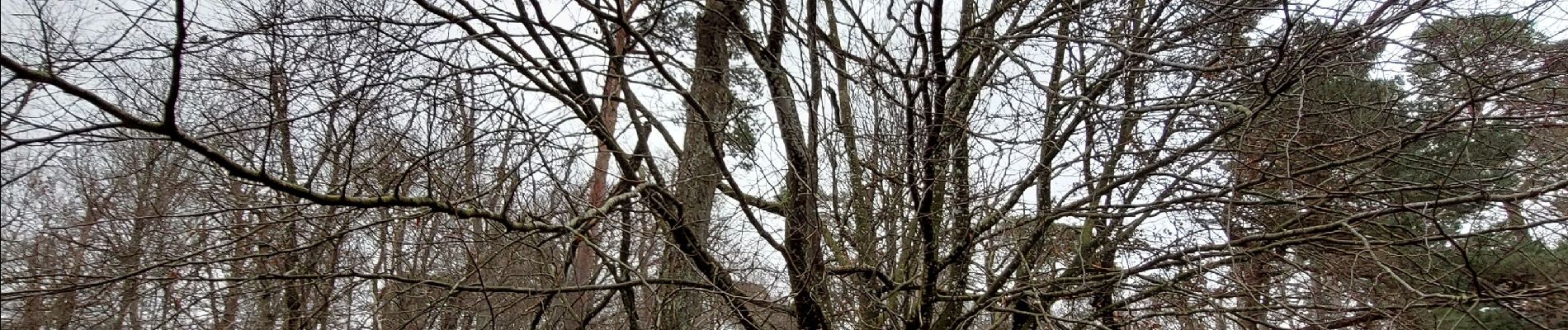 Point d'intérêt Fontainebleau - E - Alisier de Fontainebleau - Photo