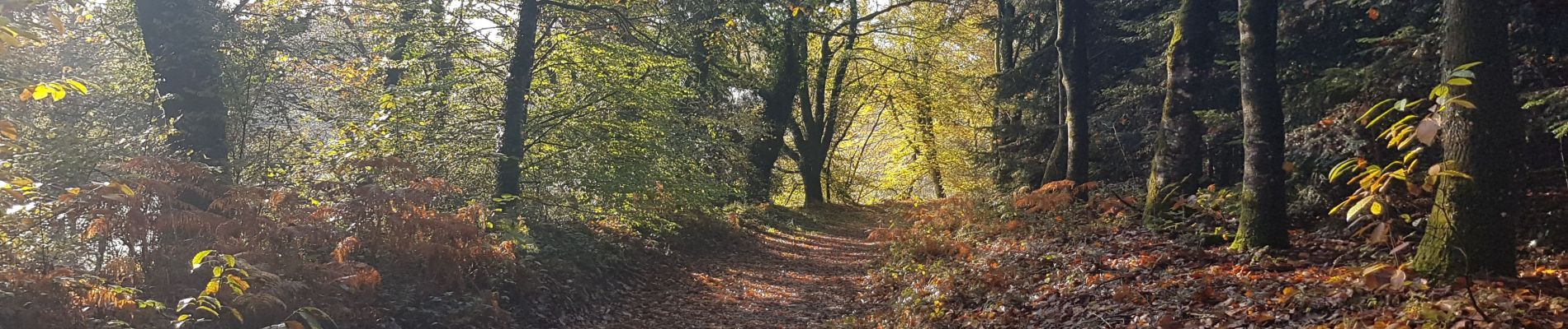 Excursión Senderismo Saint-Allouestre - CA 20191114 MATIN KERGUEHENNEC - Photo