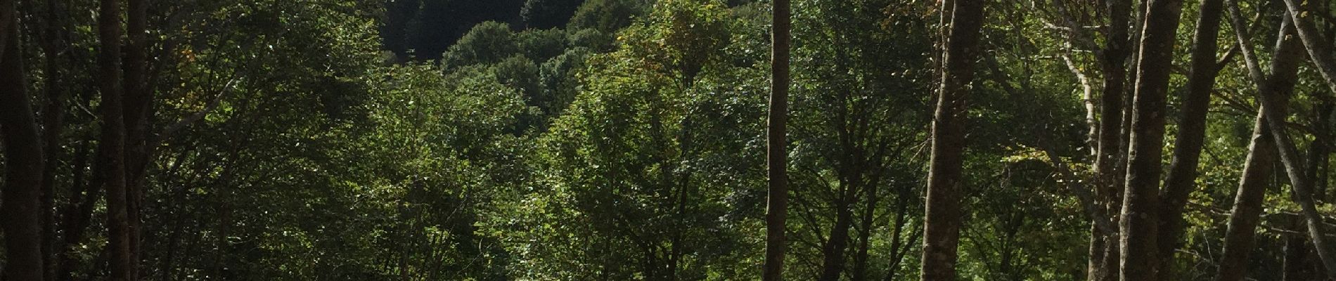 Randonnée Marche Sainte-Eulalie - Sentier du Pradà au départ du Gerbier - Photo