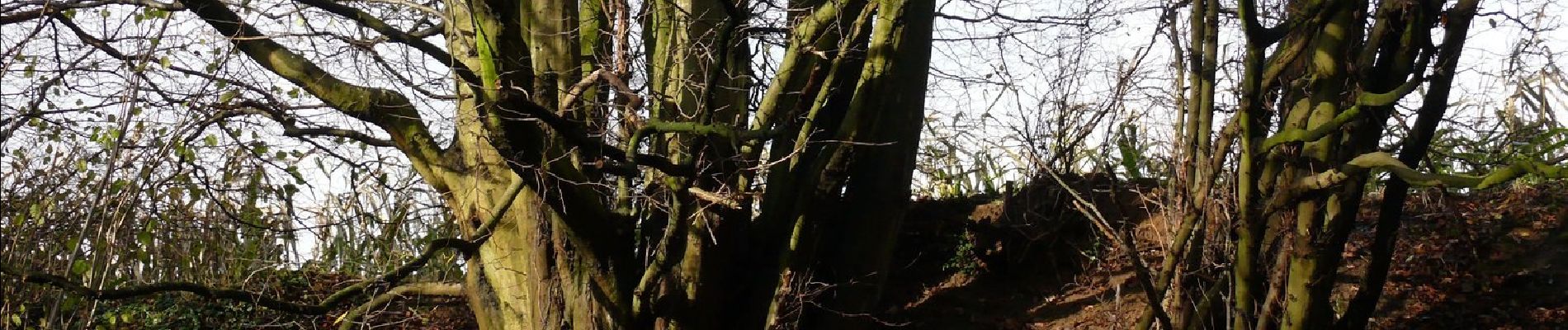 Percorso A piedi Zonnebeke - Canadian Road to Passchendaele - Photo