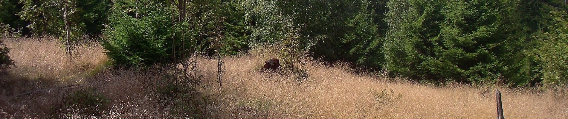 Randonnée A pied Neuhütten - Dollbergschleife - Photo