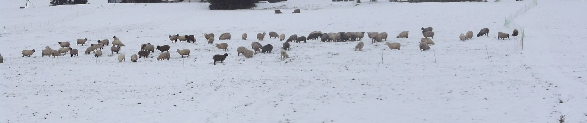 Tocht Te voet Pec pod Sněžkou - [Č] Okruh Zeleným a Modrým dolem - Photo