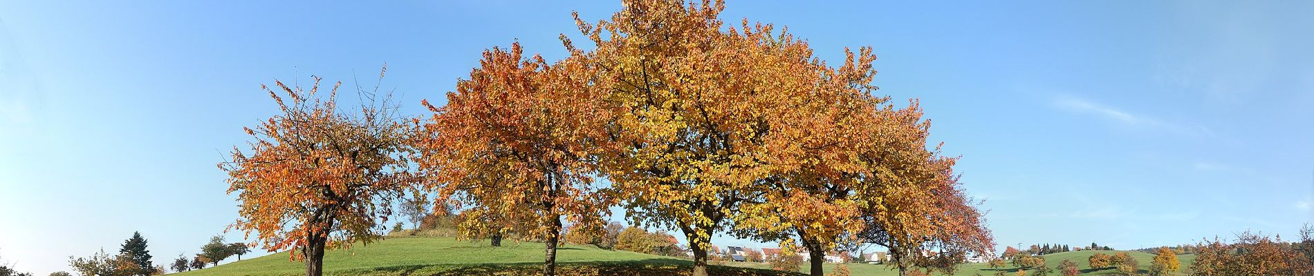 Tour Zu Fuß Weinheim - Rundwanderweg Röckelsberg 4: Röckelsberg-Weg - Photo