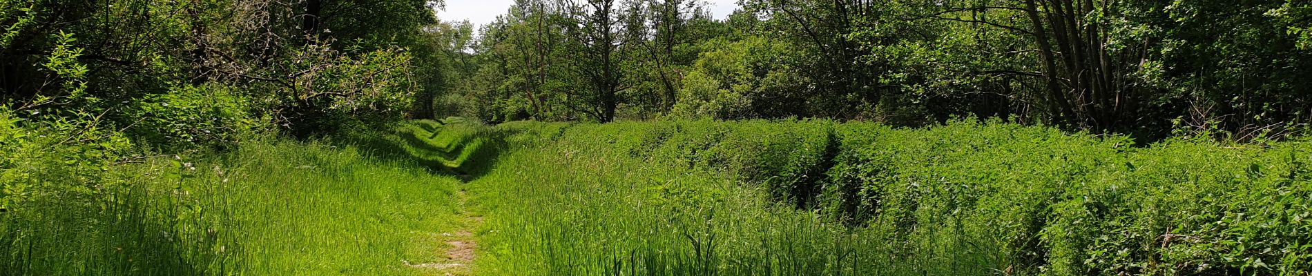 Randonnée Marche Rixensart - Bois de Rixensart - Photo