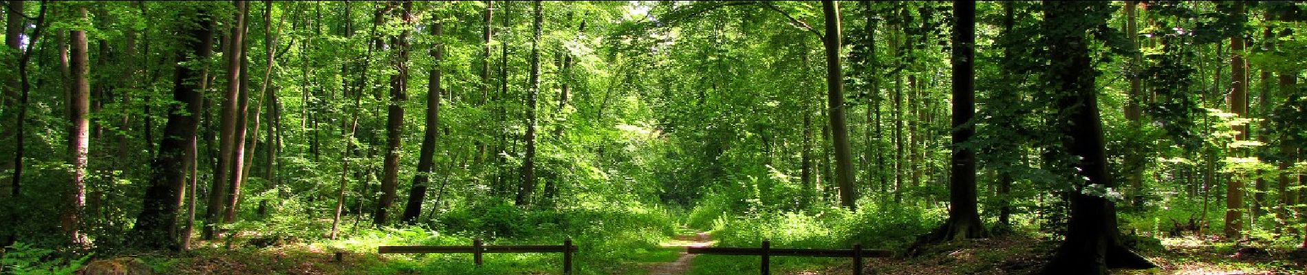 Randonnée A pied Tracy-le-Mont - le GR12A dans les Forêts de Laigue et de Compiègne - Photo