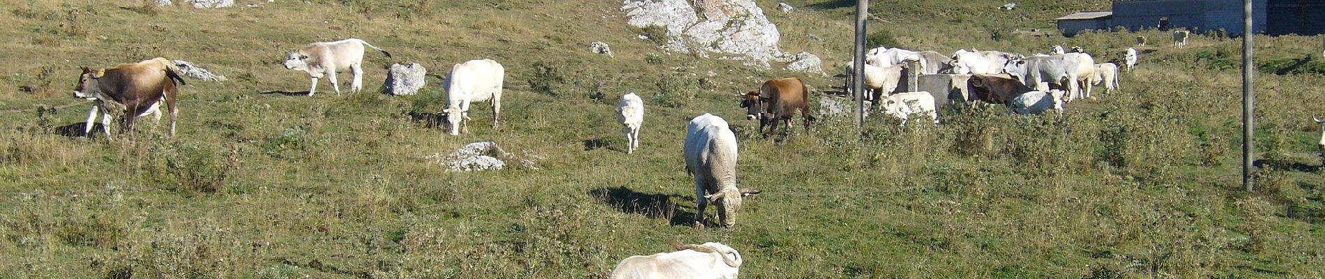 Percorso A piedi Palena - Colle Fauni - Pietra Cernaia - Photo