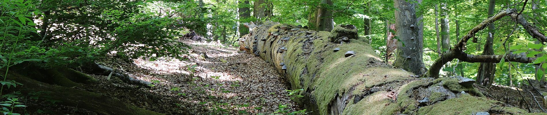 Trail On foot Rothenbucher Forst - Schwarzer Keiler, Rundwanderweg Weibersbrunn - Photo