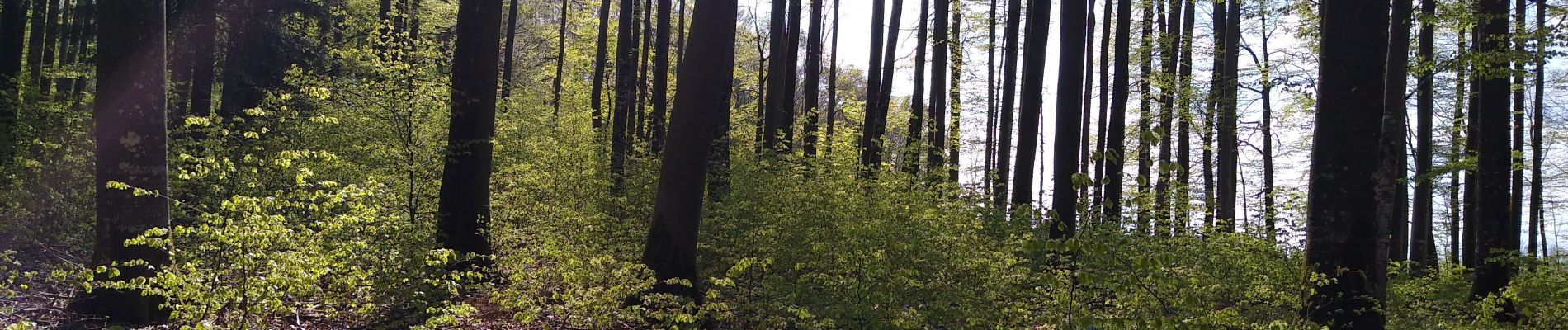 Trail Walking Plombières-les-Bains - Ruaux mp 2022 - Photo