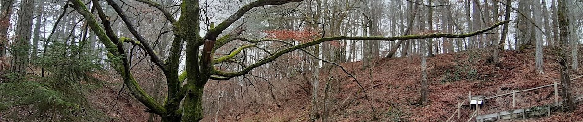 Excursión Senderismo Laines-aux-Bois - entre Laines aux Bois et le site de Montaigu - Photo