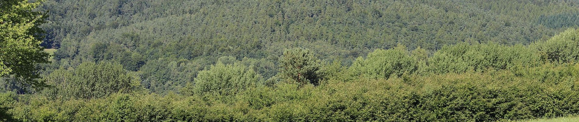 Tour Zu Fuß Gersfeld - Rhön-Rundweg 1 Horstberg - Photo