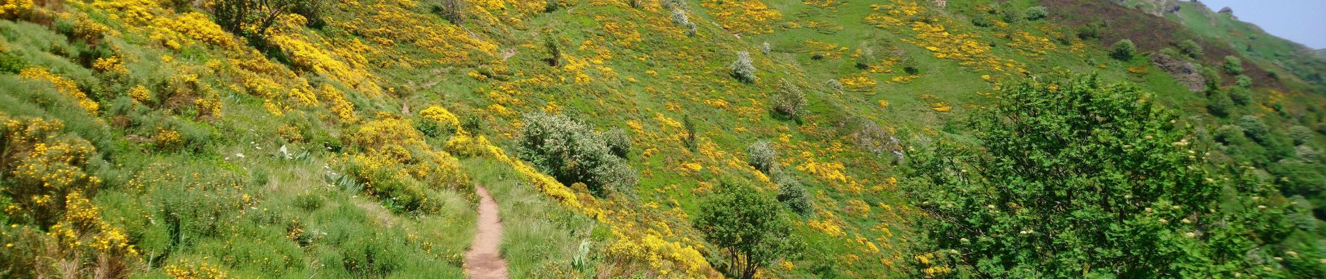 Tocht Stappen Laveissière - Cantal - le Lioran - Bec de l Aigle - 10.8km 540m 4h55 - 2019 06 26 - Photo