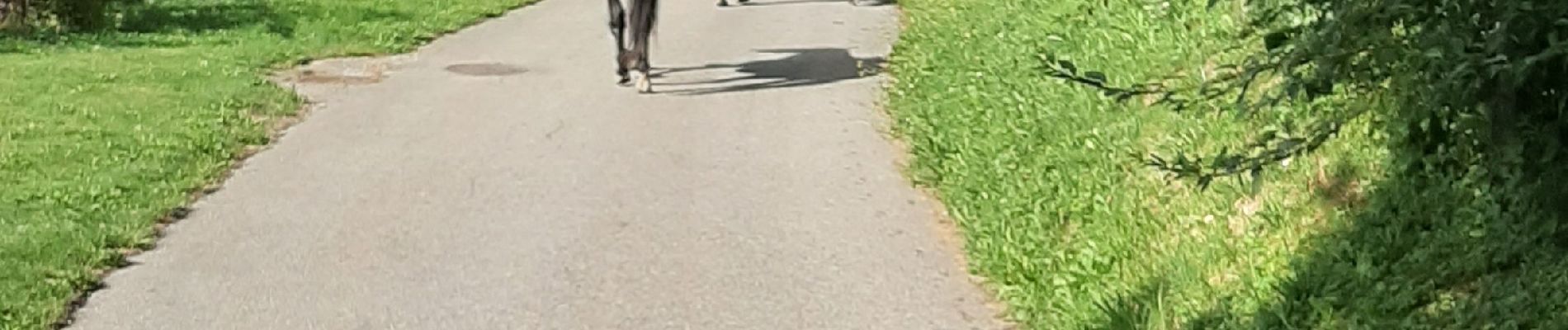 Tour Reiten Chainaz-les-Frasses - balade du 10.08.2019 - Photo