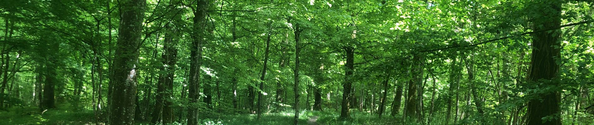 Tocht Stappen Musson - Tour de la forêt des Monts. - Photo