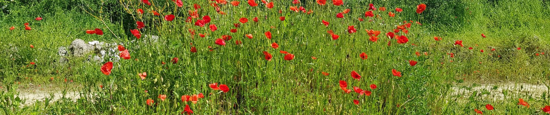 Tour Wandern L'Isle-Adam - Rhododindron Patrick - Photo