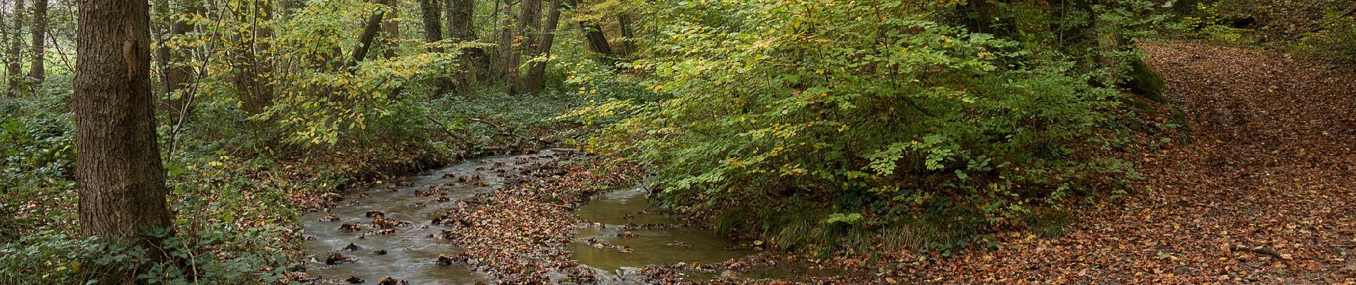 Tocht Te voet Geisenheim - Geisenheimer Rundweg F - Photo