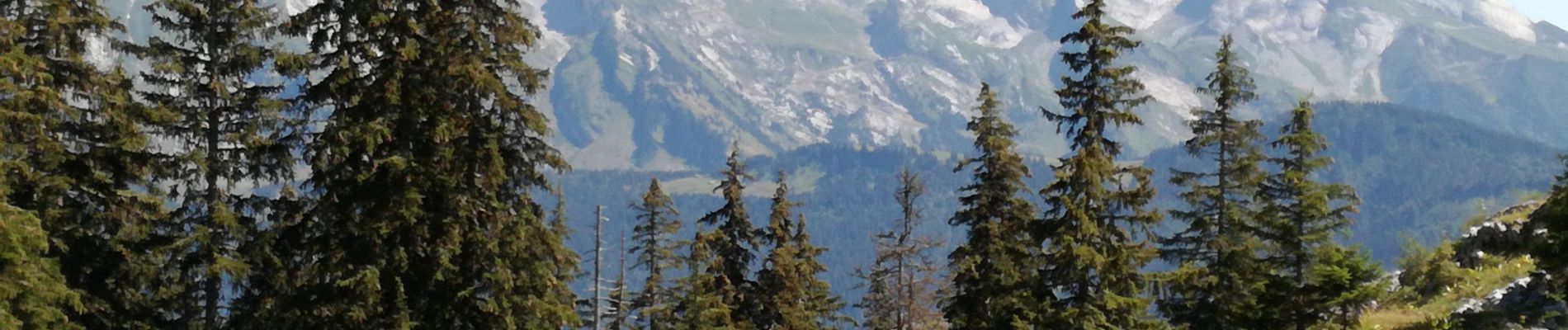 Tour Wandern Le Grand-Bornand - AIGUILLE VERTE boucle - Photo