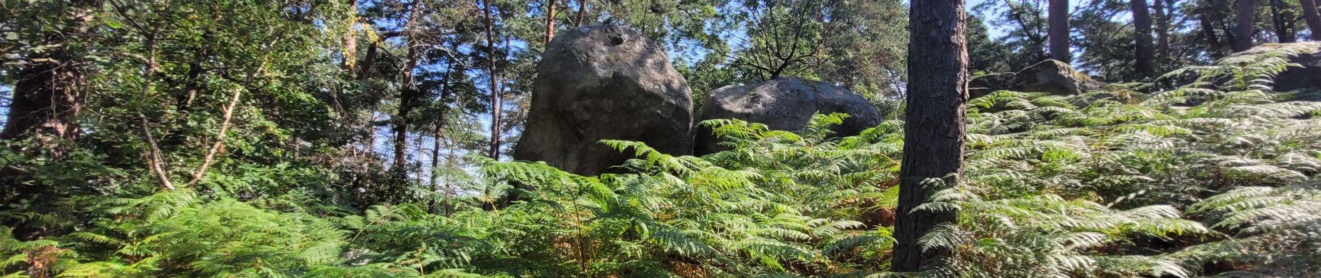 Tocht Stappen Samois-sur-Seine - Balade 21 km Fontainebleau - Boucle à partir de Samois - Photo