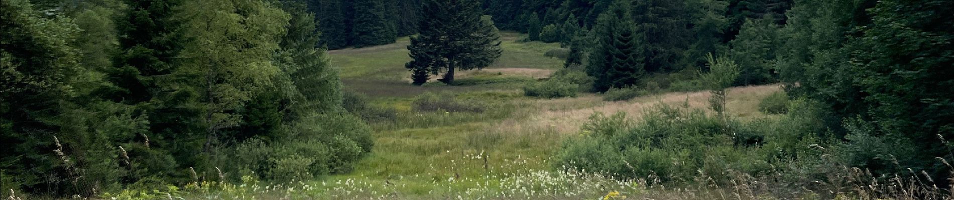 Trail Walking La Bresse - La chaume des Champis - Photo