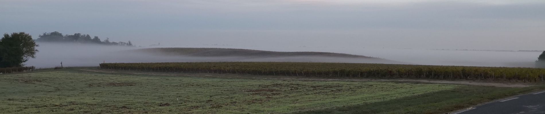 Trail Walking Ordonnac - Petit tour dans le vignoble Médocain - Photo