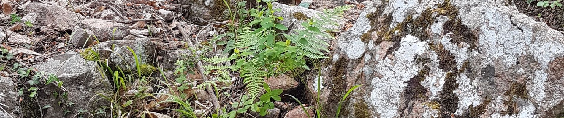 Excursión Senderismo Piana - Piana petite boucle des muletiers - Photo