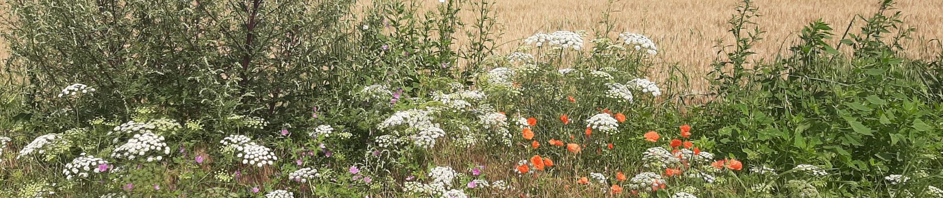 Trail Walking Estinnes - Estinnes au val 17 07 21 - Photo