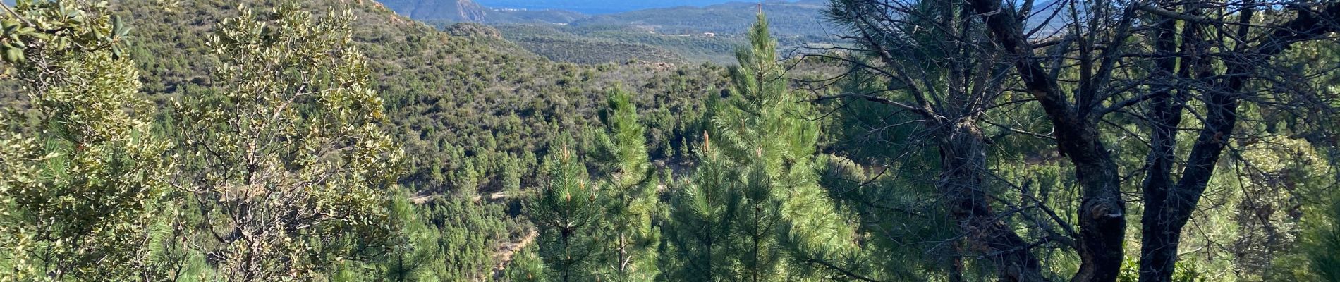 Excursión Bici de montaña Les Adrets-de-l'Estérel - Esterel 10 : Fait 2022 Les Adrets vers Le Traya  - Photo