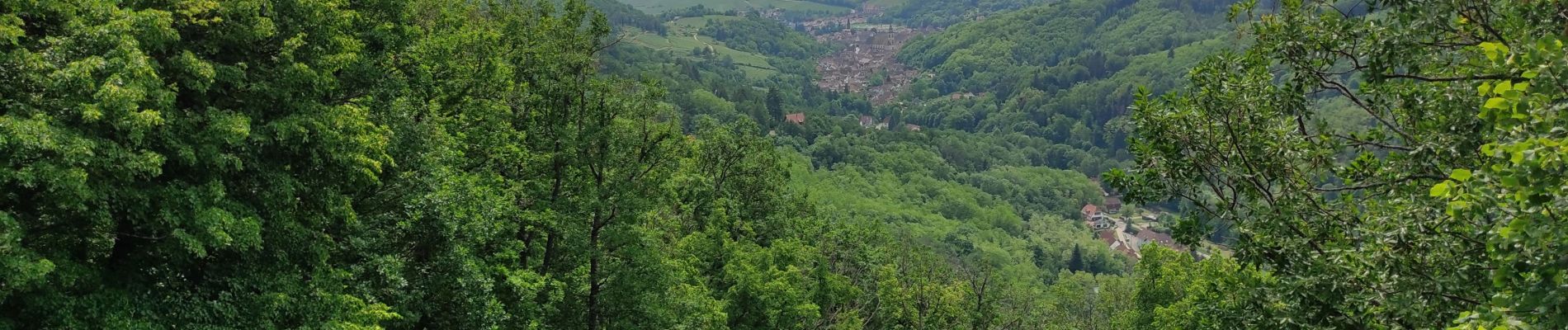 Randonnée Marche Mittelbergheim - Mittelbergheim  - Photo