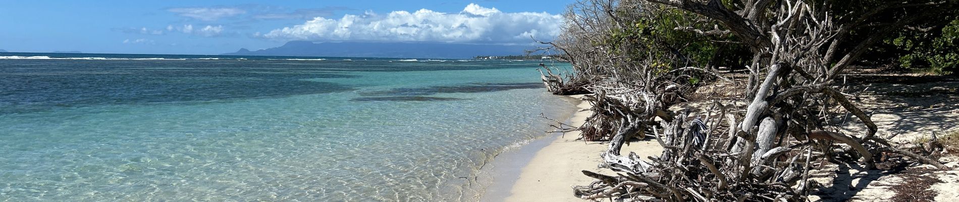 Tour Wandern Sainte-Anne - Plage de bois Jolan - Photo