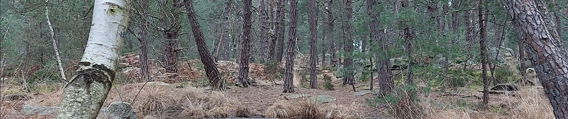 Point d'intérêt Fontainebleau - Mare Froideau  - Photo