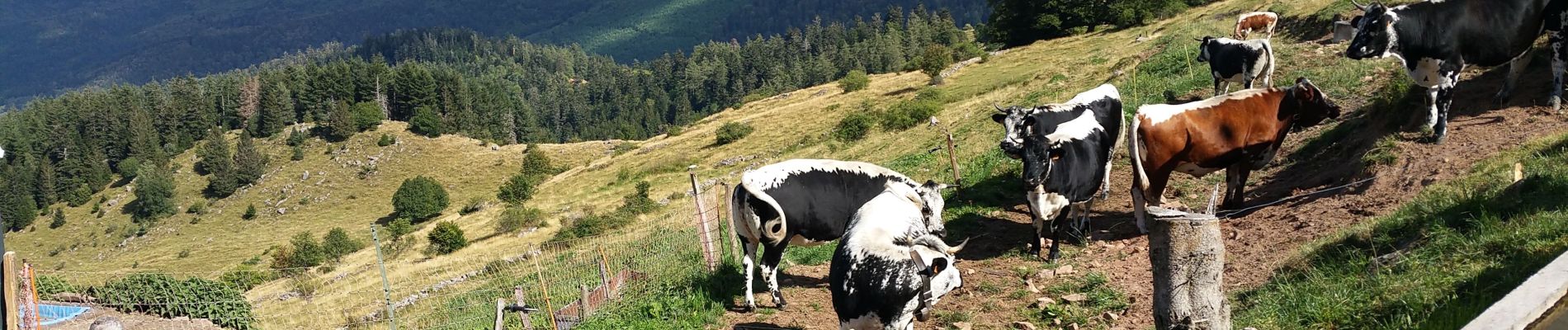 Punto di interesse Wasserbourg - Vue depuis la ferme auberge du Buchawald - Photo