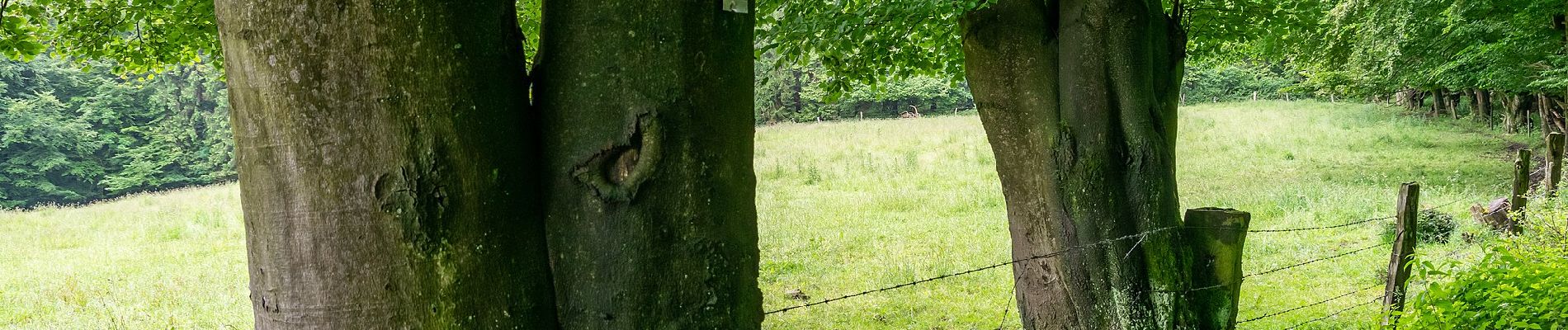 Tour Zu Fuß Horn-Bad Meinberg - Rundwanderweg A4 [Bauernkamp] - Photo