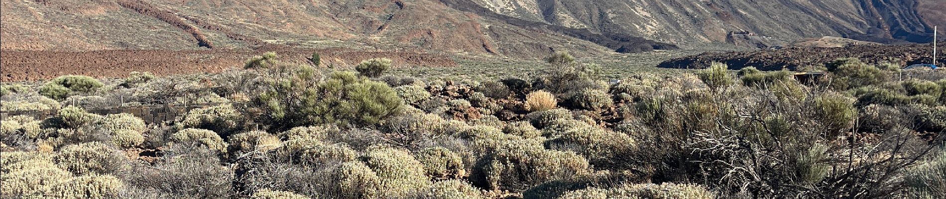 Tocht Te voet La Orotava - Parador de Teide Alto Guajara caldeira de Teide  - Photo