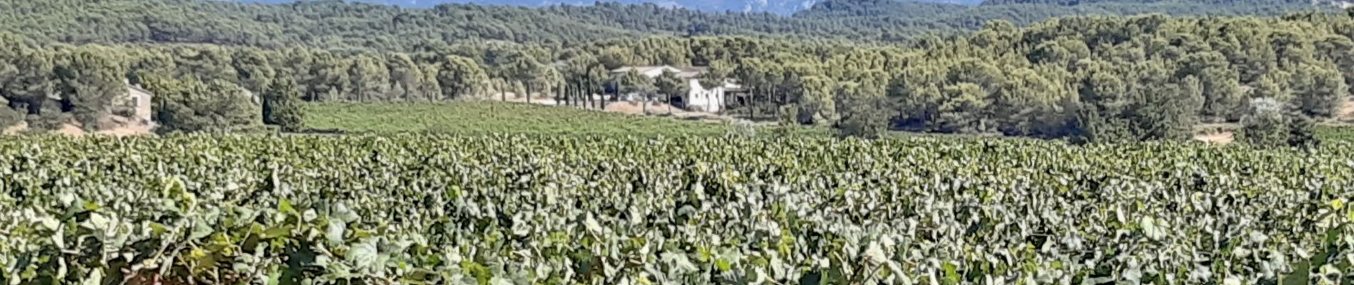 Tour Wandern Le Puy-Sainte-Réparade - Vignes du Château Paradis - Photo